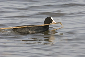 Coot Fulica atra carrying nest material Titchwell RSPB Reserve Norfolk March Coot Fulica atra carrying nest material Titchwell RSPB Reserve Norfolk March