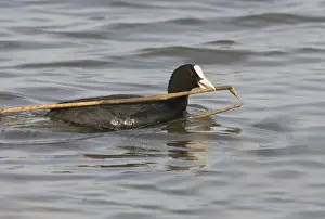 Coot Fulica atra carrying nest material Titchwell RSPB Reserve Norfolk March