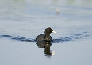 Cley Prints: Coot Fulica atra Cley Norfolk May