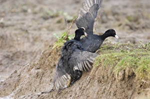 Coot Fulica atra fighting in territorial dispute Norfolk spring Coot Fulica atra fighting in territorial dispute Norfolk spring