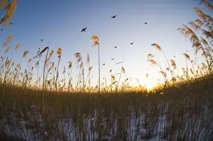 Roost Prints: Coot (Fulica atra) flighting in to reedbed to roost at dusk UK winter