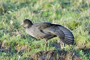 Coot Prints: Coot Fulica atra juvenile Cley Norfolk