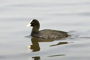 Coot Fulica atra Titchwell RSPB Reserve Norfolk March