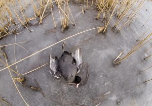 Coot Prints: Coot Fulica atra victim of cold weather January UK