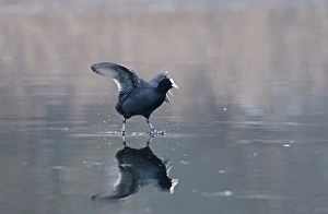 Coot Fulica atra walking on ice Norfolk winter