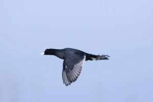 Coot Prints: Coot (Fulica atra) winter Norfolk