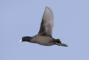 Coot Prints: Coot Fulica atra winter UK