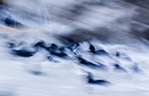 Motion Blur Prints: Coots in rough seas (Fulica atra) winter