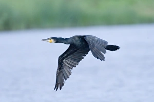 Cormorant Phalacrocorax carbo Cley August