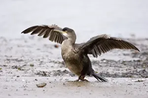 Cormorant Phalacrocorax carbo immature winter North Norfolk