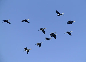 Cormorants on inland reservoir Phalacrocorax carbo Kent UK winter Cormorants on inland reservoir Phalacrocorax carbo Kent UK winter