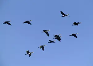 Cormorant Prints: Cormorants on inland reservoir Phalacrocorax carbo Kent UK winter
