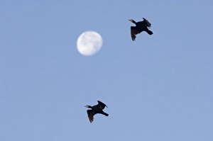 Cormorants Phalacrocorax carbo and full moon Snettisham RSPB Reserve North Norfolk September NOTE Cormorants Phalacrocorax carbo and full moon Snettisham RSPB Reserve North Norfolk September NOTE