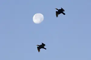 Snettisham Prints: Cormorants Phalacrocorax carbo and full moon Snettisham RSPB Reserve North Norfolk September NOTE