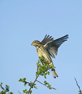 Corn Bunting Miliaria calandra Norfolk April