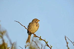Images Dated 2012: Corn Bunting Miliaria calandra Norfolk May