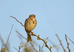 Sing Prints: Corn Bunting Miliaria calandra in song Norfolk May