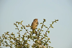 : Corn Bunting Miliaria calandra in song Norfolk May