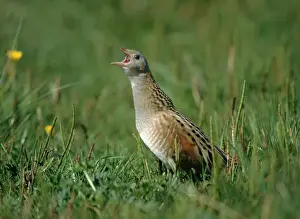 Trending: Corncrake Crex crex calling North Uist Outer Hebrides Scotland