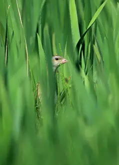 Trending: Corncrake Crex crex in Iris bed on Balranald RSPB Reserve North Uist Outer Hebrides
