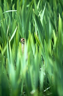 Corncrake, Crex crex, peering through Iris bed, North Uist, Outer Hebrides, Scotland, May Corncrake, Crex crex, peering through Iris bed, North Uist, Outer Hebrides, Scotland, May