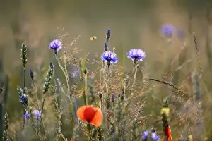Plant Prints: Cornflowers Centaurea cyanus growing in meadow sown on a farm meadow under stewardship