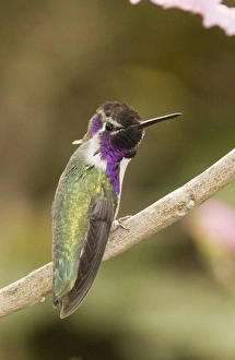 Costas Hummingbird Calypte costae California USA