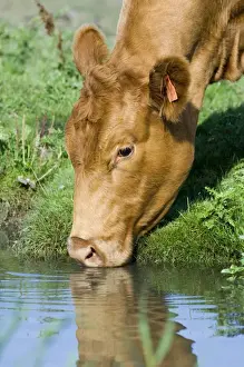 Cow drinking from drainage ditch on grazing marsh Cley North Norfolk