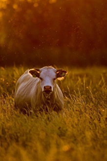 Agriculture Prints: Cow at dusk on grazing marsh Cley Norfolk July