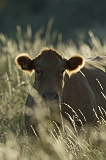 Cow on grazing marsh North Norfolk