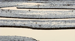 Creek running through saltmarsh and tidal mudflats of The Wash viewed on a full moon Creek running through saltmarsh and tidal mudflats of The Wash viewed on a full moon