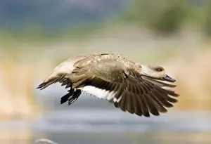 Aggression Prints: Crested Duck Lophonetta specularioides being aggressive in territorial dispute Tierra