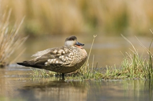 Crested Duck Lophonetta specularioides Tierra del Fuego Argentina Crested Duck Lophonetta specularioides Tierra del Fuego Argentina