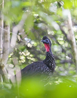 Crested Guan Penelope purprascens aequatoralis Tikal Guatemala Crested Guan Penelope purprascens aequatoralis Tikal Guatemala