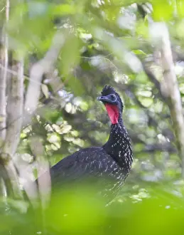Rainforest Prints: Crested Guan Penelope purprascens aequatoralis Tikal Guatemala