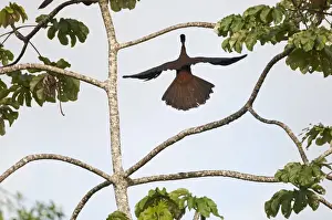 La Selva Prints: Crested Guan Penelope purpurascens La Selva Costa Rica