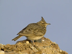 Lark Prints: Crested Lark Galerida cristata Greece winter