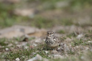 Crested Lark Spain winter