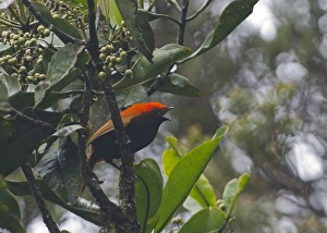Crested Satinbird formerly known as Crested Bird of Paradise Cnemophilus macgregorii
