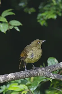 Papua New Guinea Prints: Crested Satinbird formerly known as Crested Bird of Paradise Cnemophilus macgregorii
