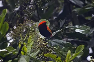 Crested Satinbird formerly known as Crested Bird of Paradise Cnemophilus macgregorii
