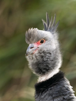 Prints of Crested Screamer Chauna torquata Peru Images Dated 2009 February: Crested Screamer Chauna torquata Peru