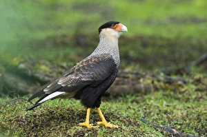 Crested (Southern) Caracara, Caracara piancus, Tierra del Fuego NP, Argentina, November Crested (Southern) Caracara, Caracara piancus, Tierra del Fuego NP, Argentina, November