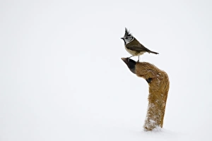 Crested Tit Lophophanes cristatus (formerly Parus cristatus) perched on hoof of dead Crested Tit Lophophanes cristatus (formerly Parus cristatus) perched on hoof of dead