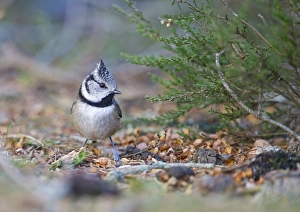 Crested Tit Lophophanus cristatus Abernethy RSPB Reserve Speyside Highlands Scotland Crested Tit Lophophanus cristatus Abernethy RSPB Reserve Speyside Highlands Scotland