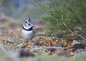 Abernethy Prints: Crested Tit Lophophanus cristatus Abernethy RSPB Reserve Speyside Highlands Scotland