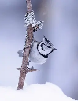 Crested Tit Parus cristatus Speyside Scotland winter