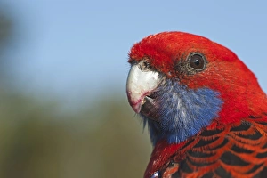 Crimson Rosella Platycercus elegans Lamington NP Queensland Australia Crimson Rosella Platycercus elegans Lamington NP Queensland Australia