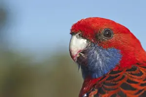 Queensland Prints: Crimson Rosella Platycercus elegans Lamington NP Queensland Australia