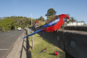 Australia Prints: Crimson Rosella Platycercus elegans at O Reillys Lamington NP Queensland Australia